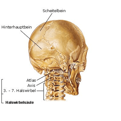Der Atlas ist der oberste Wirbel der Wirbelsäule – der erste Halswirbel, auch C1 genannt.